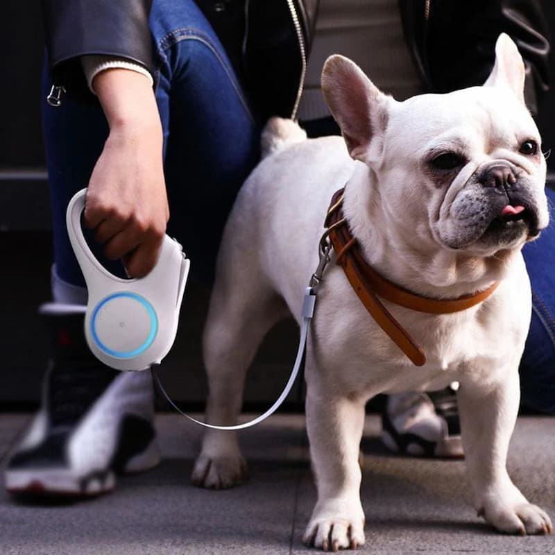 Dog leash for night walks