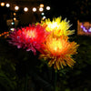 SolarGlow™ - Chrysanthemum Solar Garden Stake LED [Last Day Discount]