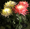 SolarGlow™ - Chrysanthemum Solar Garden Stake LED [Last Day Discount]