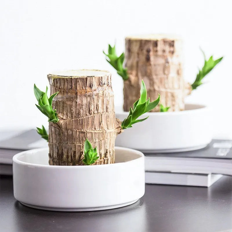 WillyHolz | Bring peace into your home with this beautiful plant 