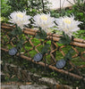 SolarGlow™ - Chrysanthemum Solar Garden Stake LED [Last Day Discount]