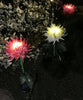 SolarGlow™ - Chrysanthemum Solar Garden Stake LED [Last Day Discount]