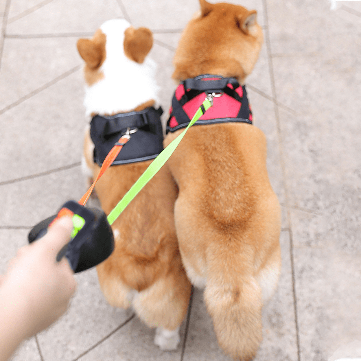 DoppelHund - Double dog leash with flashlight to wrap around 