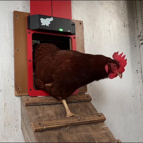 50% off | ChickGuard™️ Automatic Chicken Coop Door【Last Day Discount】