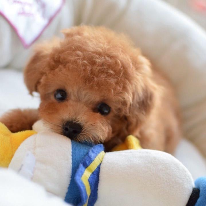 LieberTeddy™ 2.0 - A realistic pet toy【Last day discount】