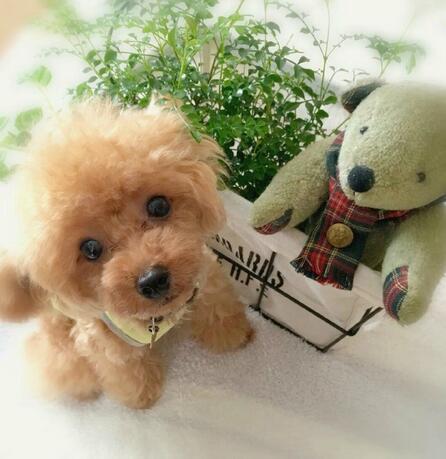 LieberTeddy™ 2.0 - A realistic pet toy【Last day discount】